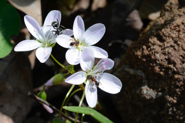 Spring Beauty (Claytonia virginica)