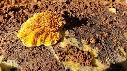 cogumelo, musgo, comida, venenoso, madeira, natureza, terra, 