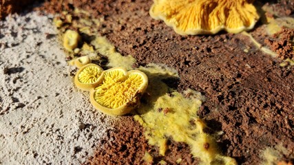 cogumelo, musgo, comida, venenoso, madeira, natureza, terra, 