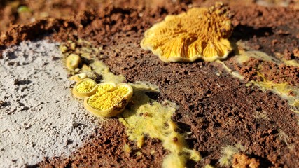 cogumelo, musgo, comida, venenoso, madeira, natureza, terra, 