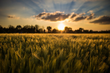 Ähren im Getreidefeld bei Sonnenuntergang