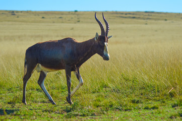 Portrait of a common Tsessebe (Damaliscus lunatus) antelope in Johannesburg game reserve South Africa