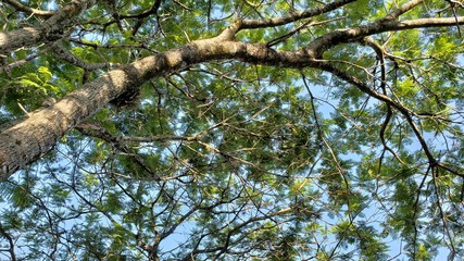 galho de árvore, natureza, folhas, verde, madeira, céu azul, paisagem, postal