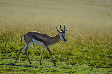 Portrait of an Isolated springbok national animal of South Africa