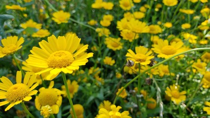 Obraz premium flor amarela, margarida, amarelo, natureza, natural, 
