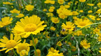 flor amarela, margarida, amarelo, natureza, natural, 