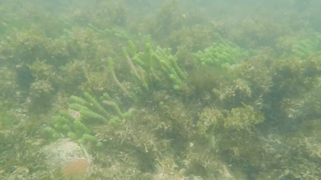 Diving into the sea water, corals underwater, marine vegetation and sea fishes in the middle of the sea at Caribessa - Bessa beach (Praia do Bessa). Tourist destination of Joao Pessoa PB, Brazil. 