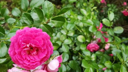 flor rosa, paisagem, natureza, beleza, postal 