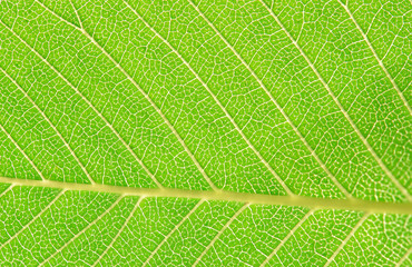Close up leaf. Macro photography