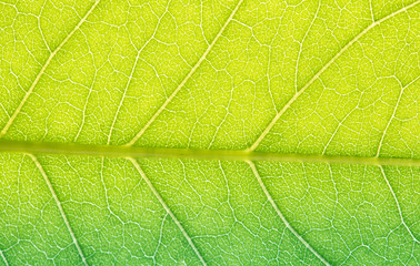 Close up leaf. Macro photography