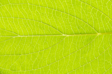 Close up leaf. Macro photography