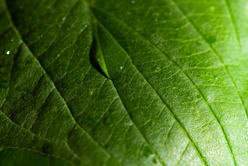 Fototapeta na wymiar Close up leaf and water drops. Macro photography.