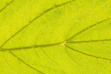 Fototapeta na wymiar Close up leaf. Macro photography