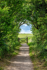 Looking along a tree lined pathway towards a gate, with sheep grazing in a field beyond