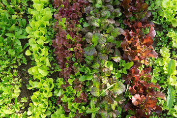 Rows of lettuce and mustard of different colors in the garden bed.