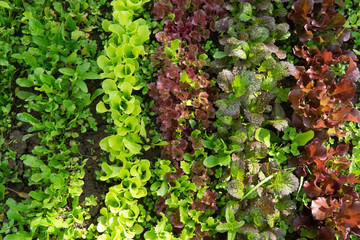 Rows of lettuce and mustard of different colors in the garden bed.