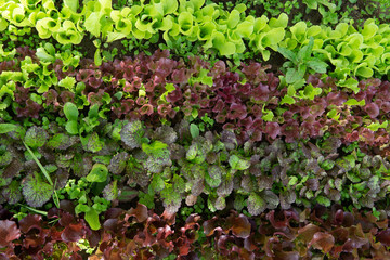 Rows of lettuce and mustard of different colors in the garden bed.