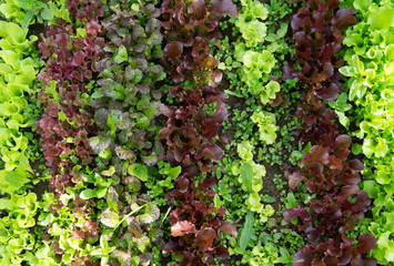 Rows of lettuce and mustard of different colors in the garden bed.