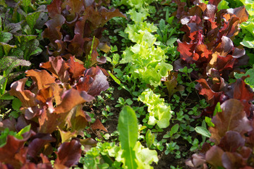 Rows of lettuce and mustard of different colors in the garden bed.