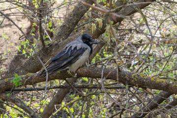Obraz premium Close up of the western jackdaw (Coloeus monedula), Eurasian jackdaw, European jackdaw, jackdaw sitting on a branch of a tree.