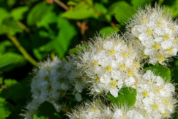 Spring blooming shrub with many white flowers - Spirea . Reeve's spiraea, Bridalwreath spirea, Meadowsweet