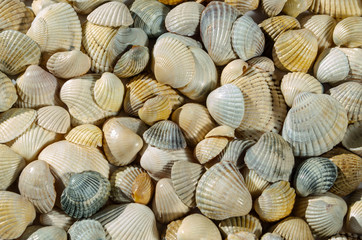 Seashells of different colors. Mollusk shells. Seashell background. Texture of the shells.