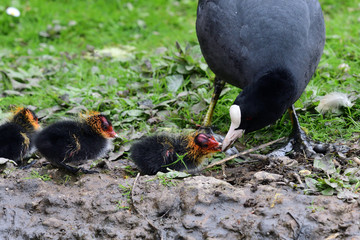 Close up of a common coot (fulica atra) feeding it's chicks