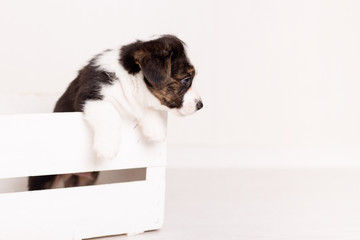 cute newborn Brown puppy welsh corgi cardigan in wooden a box on white background. copy space