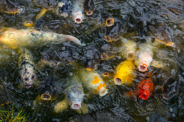colorful carps 