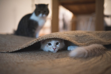 red cream colored maine coon kitten hiding under the carpet. another cat is standing in the ...