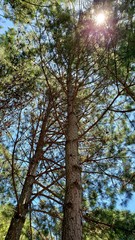 Fototapeta premium sol entre árvores, pinho, pinheiro, natureza, alta, árvore