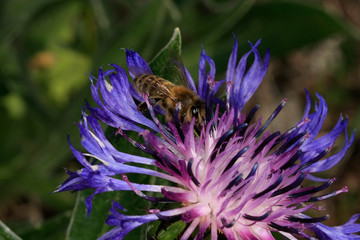 Honeybee on mountain knapweed (Centaurea montana)
