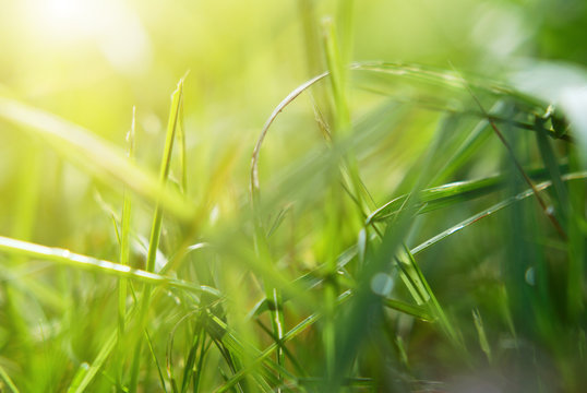 plexus thick grass in the rays of the summer sun, macro, background, soft focus