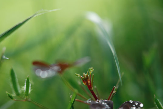 Stems of green and burgundy grass with raindrops on a cool summer day, macro