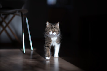 front view of a tabby british shorthair cat walking towards camera blinded by sunlight