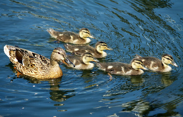 wild duck with offspring