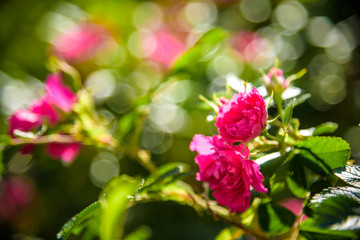 picture of an easy red Rosa nutkana flower that thrives and is beautiful with blooming petals. images can be used as background or wallpaper