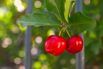 Obraz premium Acerola IMG_0438