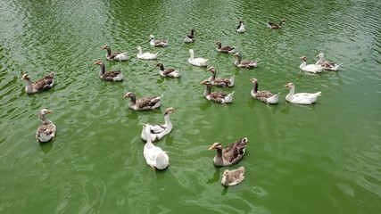 patos na lagoa © Gilson Mekelburg