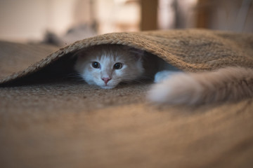 red cream colored maine coon kitten hiding under the carpet