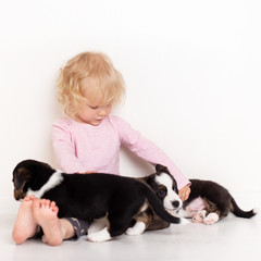 child with little dogs playing at home. girl with puppies. baby girl kissing, hugging with puppy on white background