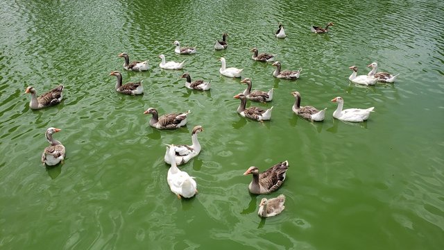 patos na lagoa