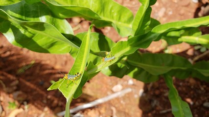 inseto grilho gafanhoto na planta verde