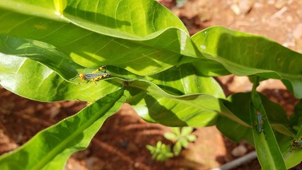 inseto grilho gafanhoto na planta verde