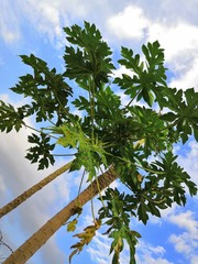 An African pawpaw tree in the early evening. Taken with a Honor 10