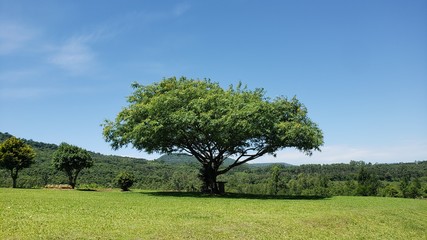 Fototapeta na wymiar árvore grande, isolada, montanhas, natureza