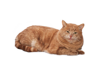 Red cat with green eyes lying on a white cloth against white background