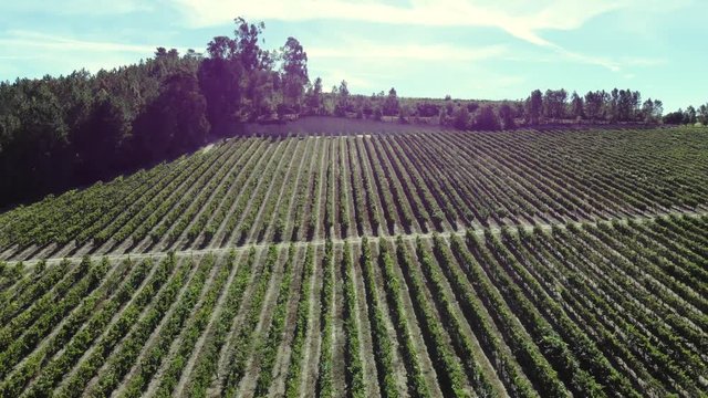 Aerial view. Field of green vine plants in valley of Douro river in winemaking region between mountains in Portugal