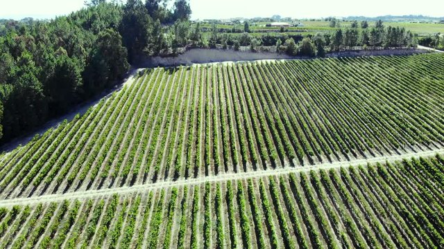 Aerial view. Field of green vine plants in valley of Douro river in winemaking region between mountains in Portugal