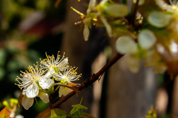 Flor da Pitangueira IMG_1220